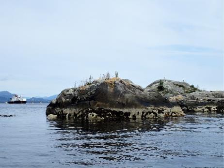 Sauetang (Pelvetia caniculata) og spiraltang (Fucus spiralis) forekom spredt i øverste delen av fjæresonen.