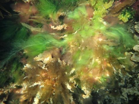 I øverste del av sjøsonen langs land var det en del trådformete påvekstalger på makroalgene, for eksempel grønnalgen silkegrønndusk (Cladophora sericea).