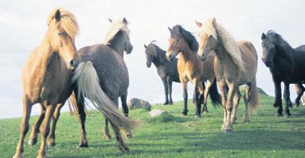 Ég er með nokkrar myndavélar og er alltaf með eina í traktornum með mér ef tveir hestar skyldu nú prjóna og bera við himin í fallegu sólarlagi.