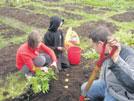 Rafstöðvarveg. Bændablaðið fór og fylgdist með uppskeruhátíðinni í Bjarmalandi og ræddi jafnframt við Auði Jónsdóttur yfirverkstjóra Skólagarðanna.