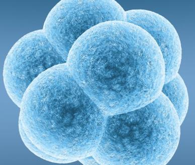 Fosterutvikling 8 første uker: embryogenesen Germinalstadium: til blastocyst fester seg i livmoren (10 dager) Gastrulasjon: