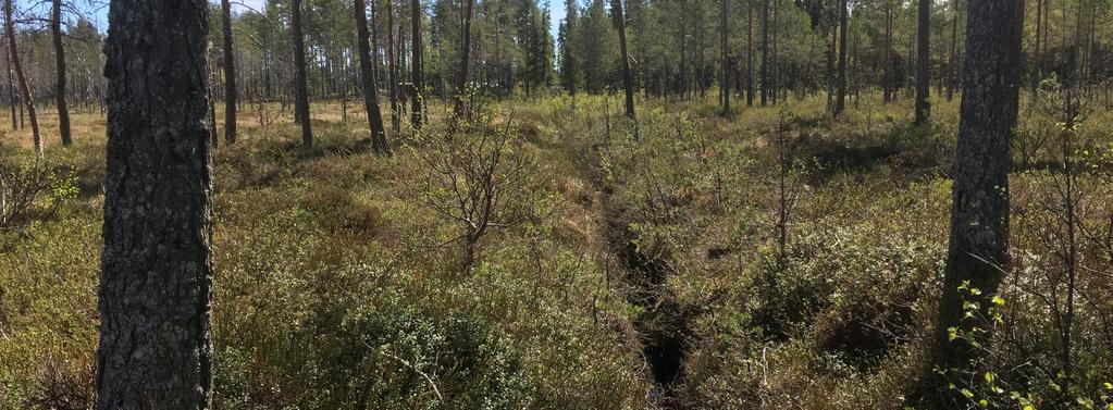 Ødeleggelse av myr: grøfting for skog.