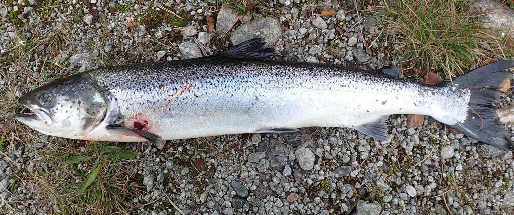 Av de 23 individene som med stor sannsynlighet ikke kom fra Apalvikneset, hadde 17 et vekstmønster som indikerte at fisken kan ha rømt som parr eller smolt.