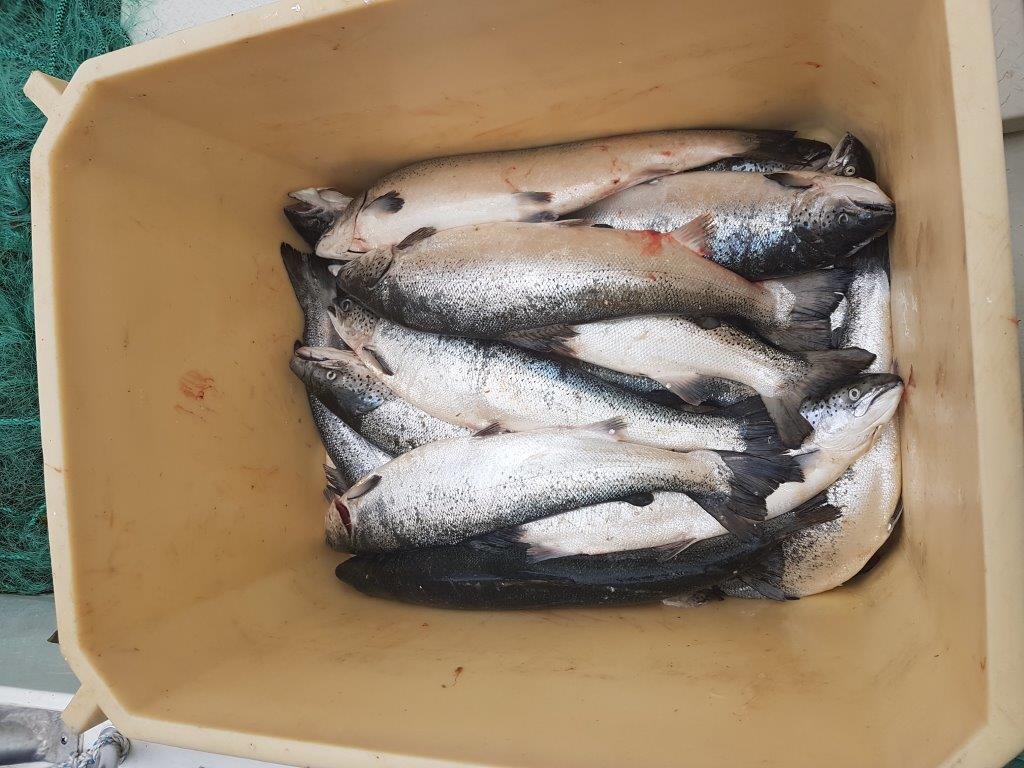 BAKGRUNN Den 21. juni 2017 meldte Bremnes Seashore AS om to hull og maskebrudd i noten på merd 5 ved lokalitet Apalvikneset i Jondal kommune.
