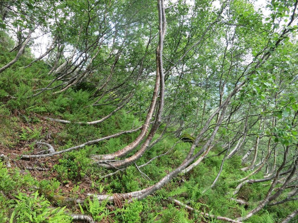 Fjell bjørk, forankringseffekt, små diamtre, Teoretisk tilnærming; Salm(78), Snow forces on plants, Margreth (07), Snow impacts on masts Formler utviklet for store tre