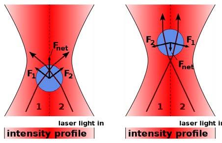 Axial trapping: Ray optics explanation (focused laser).