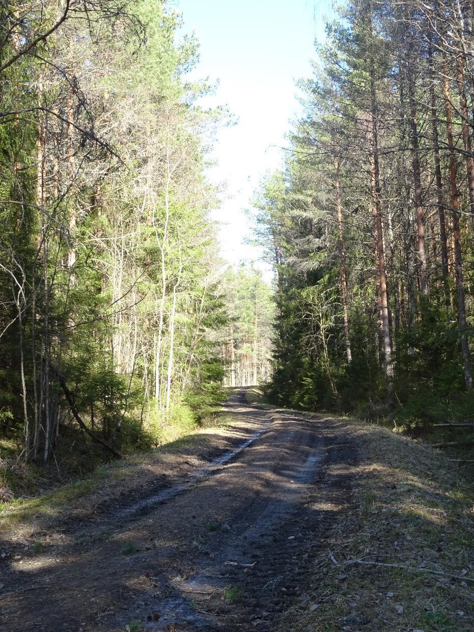 (B) Veier med lav standard Vegetasjon og trær på veikant og ofte i grøft Ofte grunne grøfter, for stor stigning, for small bredde og