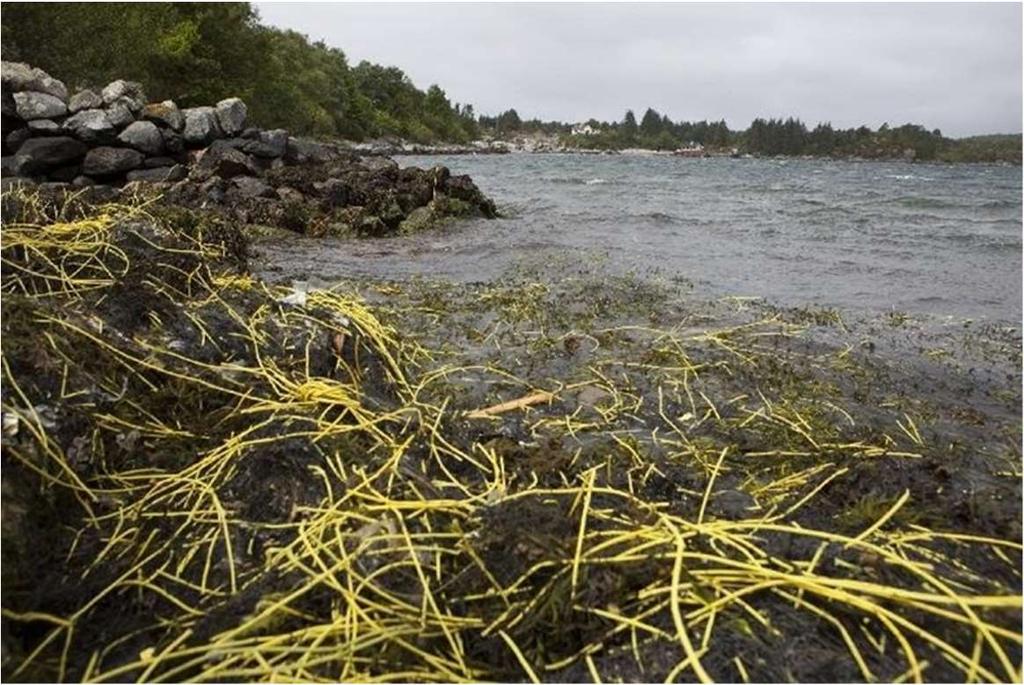 Plastforurensing og CO 2 Plastskandale og opprydding i uoverskuelig fremtid Plastavlat? Grise 50 tonn, rydde 500 tonn?