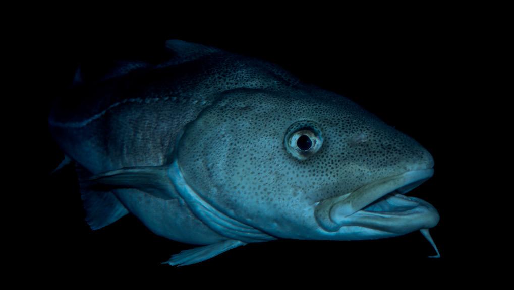 Konvensjonell industri produserer klippfisk, saltfisk og tørrfisk.