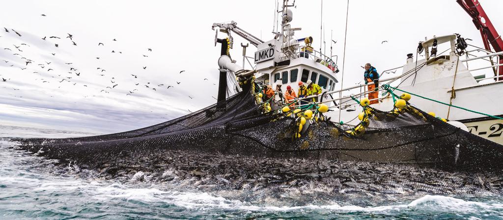 PELAGISK Pelagisk fiskeflåte er mer homogen enn flåten i hvitfisknæringen. De mest brukte fiskeredskapene er ringnot og pelagisk trål.