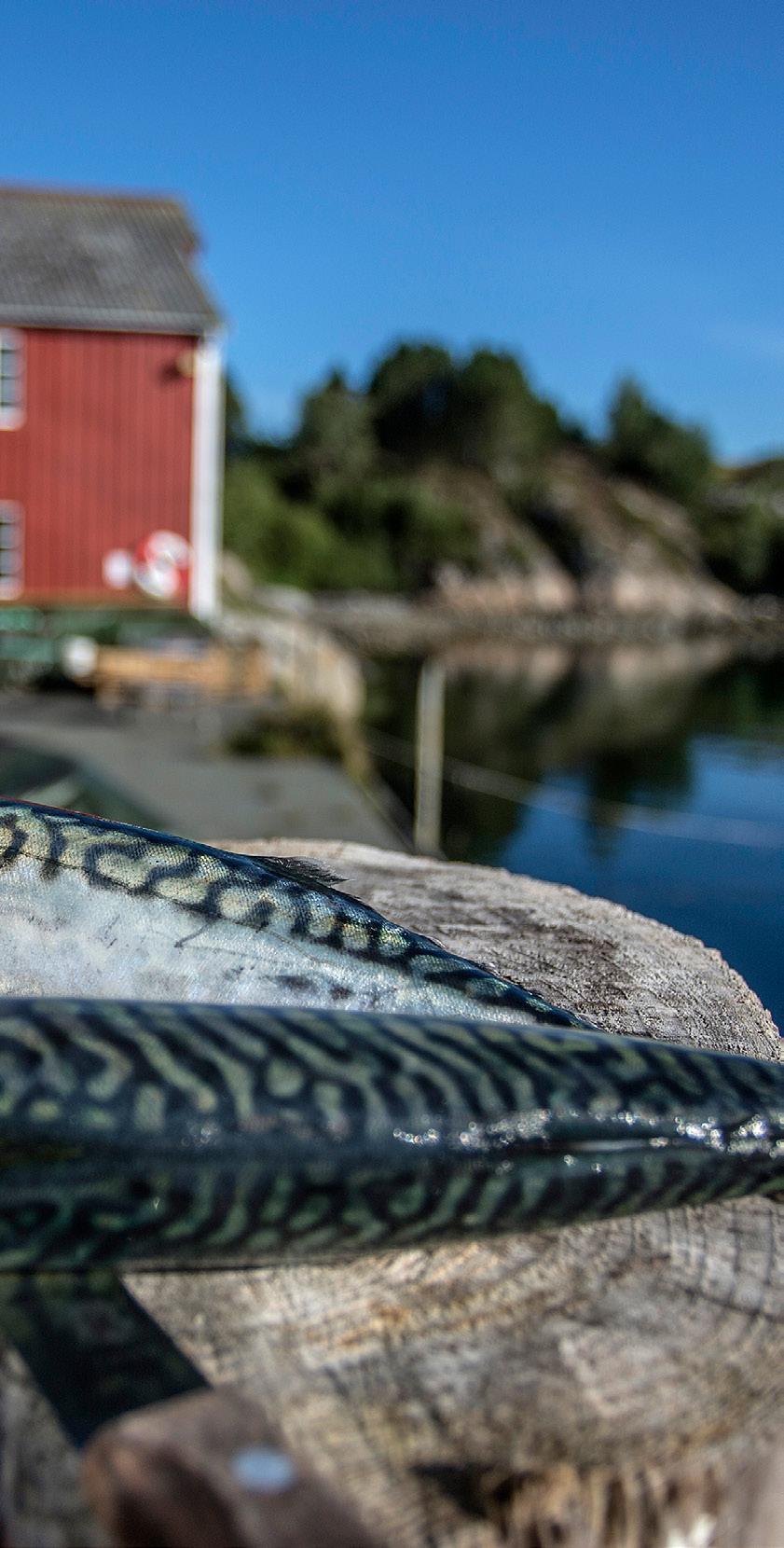 INDUSTRI PELAGISK FHF skal bidra til å skape lønnsom bearbeiding av makrell i Norge, som vil gi økt kvalitet, bedret effektivitet og reduserte produksjonskostnader.