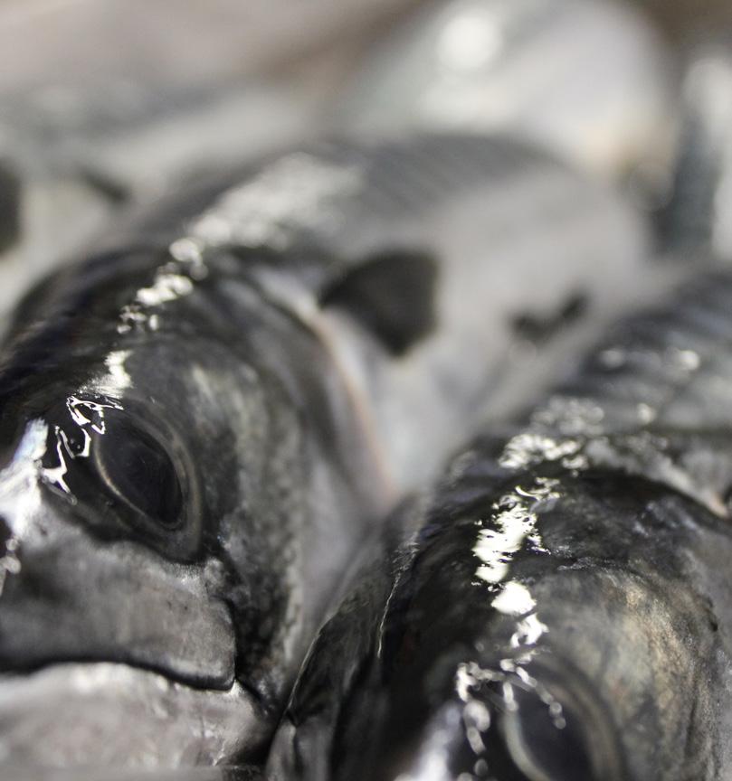 Bidra til mer effektiv og lønnsom produksjon av makrellfilet basert på forbruker pakninger.