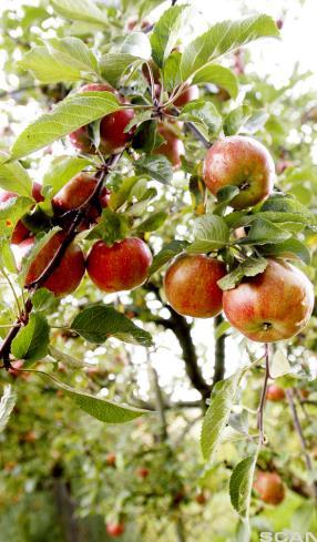 Funksjoner S Vekstkurven til et tre Jacob plantet et epletre i 006. Treet var meter høyt da han plantet det.