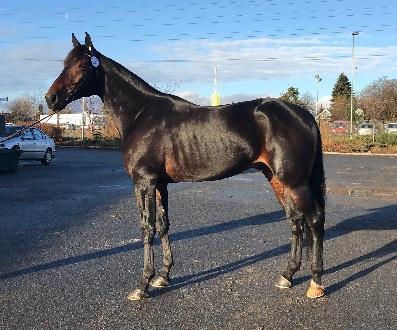 3. Ferrari B.R. født 2013 Far: Muscles Yankee (US) (f.95) 09,9a/ $1,4 mill e. Valley Victory (US) er en av de beste unghestene i Nord-Amerika noensinne.