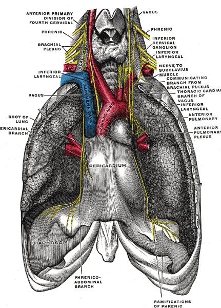 NERVEAFFEKSJON AV LOKALBEDØVELSE N. Hypoglossus og n. glossopharyngealis N.