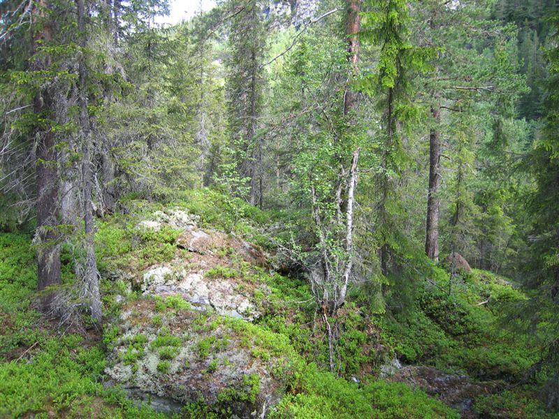 Hengelaven gubbeskjegg (NT) ses i