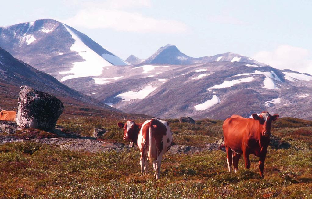 Kyr på beite i Tundradalen med Tundradalskyrkja og Tverrådalskyrkja i bakgrunnen, Breheimen nasjonalpark.