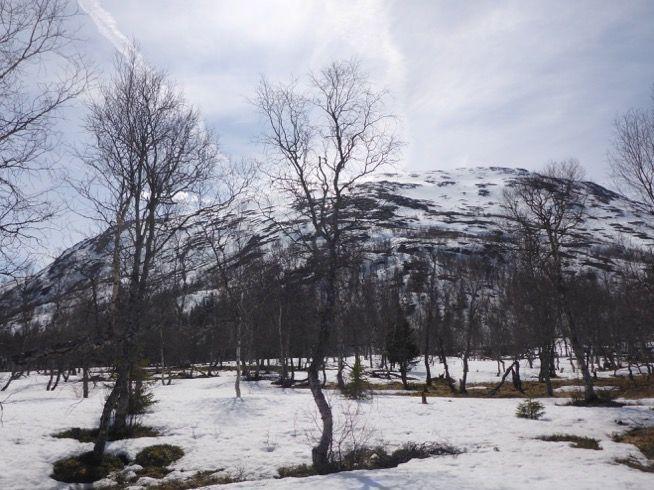 Sammenfatning Hvem er gjesten Børgefjell/Byrkije nasjonalpark er en høystatus nasjonalpark som oppfattes som et av de mektigste villmarkspregede områdene i Norge.