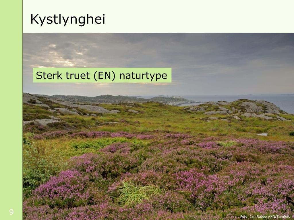 [klikk] Bildet viser kystlynghei, som er vurdert som en truet naturtype (EN-sterkt truet). Tidligere spredte kystlyngheiene seg fra Portugal i sør til Lofoten i nord.