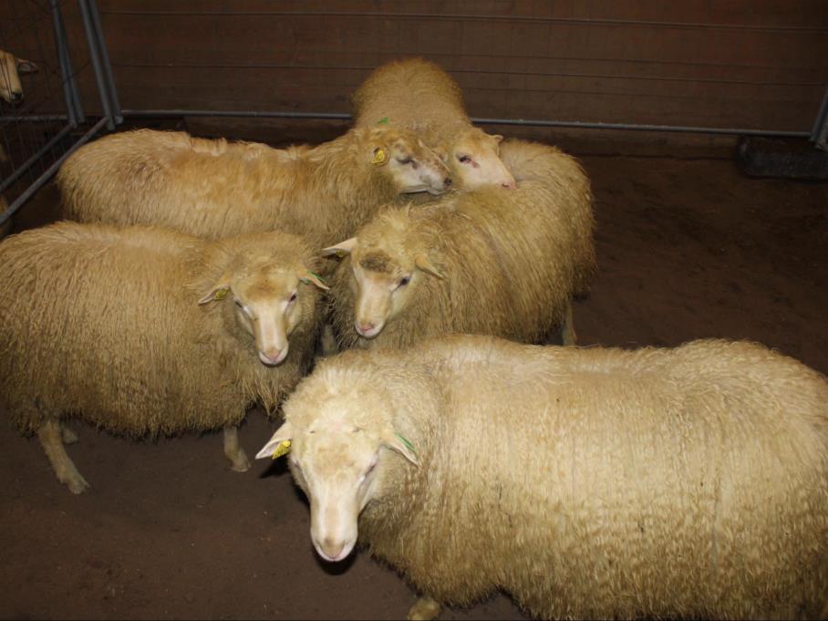 Ullinnsamling. Innsamling av ull var i år 03.02 og 15.05.Nokre innspel frå medlemar om ynskje om tidlegare henting på vinteren.