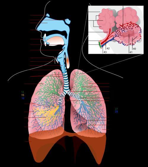 Lungeblærer (alveoler) Lungeblærer sitter ytterst i luftveiene og er omkranset av kapillærer. Vegg med et cellelag og dermed kort diffusjonsvei.