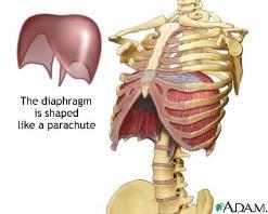 Mellomgulvet (diafragma) Atskiller brysthulen fra bukhulen. Formet som en kuppel. Når diafragma trekker seg sammen, flates den ut og utvider rommet inne i brysthulen.