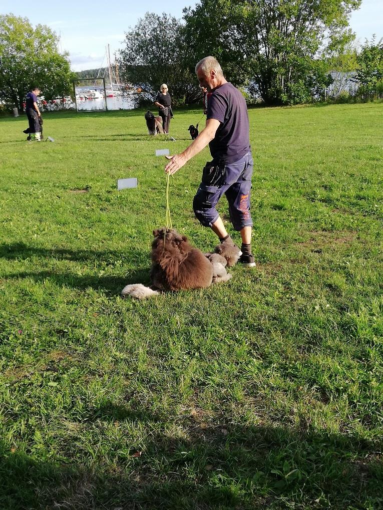 Puddeltreff 21. august 2018 på Blommenholm 37 lykkelige pudler med eiere fikk en fin kveld på «sletta«i kveld.