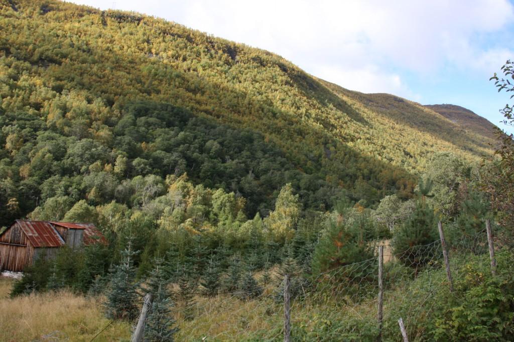 Figur 21. Skogen i influensområdet består typisk av gråor-heggeskog nærmest elva. I fjellsidene er det i hovedsak blåbærskog med bjørk. Her fra Muregjerde med juletreproduksjon i forgrunnen.