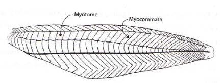 Generell bakgrunn myocomata, perimysium og endomysium (Bremner & Hallett 1985; Offer & Knight 1988). Myocomata er et kollagennett som deler fisken inn i myotomer.