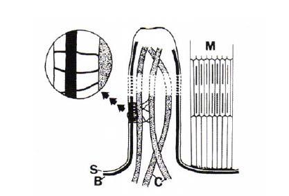 Generell bakgrunn Hver myofiber er dekket av et lipidlag som kalles for sarkolemma (cellemembran) og bader i sarkoplasma omgitt av sarkoplasmatisk retikulum.