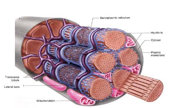 Generell bakgrunn Figur 3. Viser en muskelcelle som består av flere langsgående myofibriller, og transvers tubulu som går rundt hver myofiber ved Z-linjene.