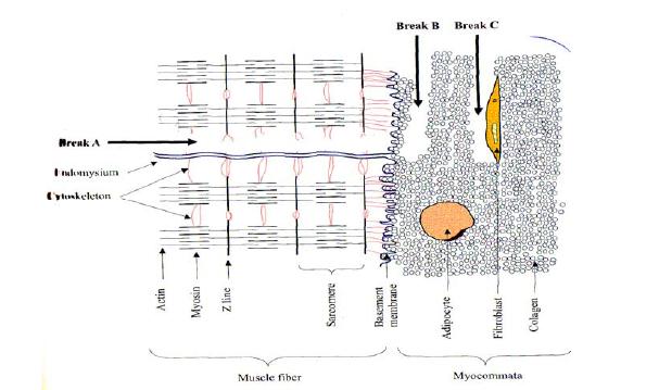 Generell bakgrunn Man tror at i fisk degraderes kollagen V til dels hurtig, mens kollagen I er mer stabilt under islagring (Sato et al. 1991; Sato et al. 1997). Figur 4.