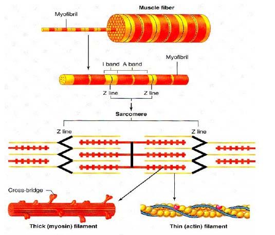 Generell bakgrunn Figur 5. Viser en muskelfiber og en myofibrill som er dratt ut av denne. Forstørret er en sarkomer med A- og I-band samt Z-linjer.