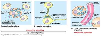 Kommunikasjon mellom celler Kommunikasjon mellom celler i kroppen foregår via to hovedsystemer: Endokrine systemet: Mellom celler langt fra hverandre, f.eks.
