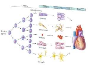 Forslag til animasjoner DNA http://www.youtube.com/watch?v=olz-ii0ezvk&feature=fvw Transcription and Translation http://www.youtube.com/watch?v=41_ne5ms2ls DNA Transcription and Protein Assembly http://www.