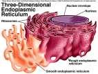 Endoplasmatisk retikulum (ER) Cellens fabrikk.