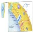 Membranproteiner Membranprotein har hydrofob del inni membran, og hydrofil del som vender mot utside/innside av membran. Enzymer: katalysator, som gjør at ulike reaksjoner skjer hurtigere.