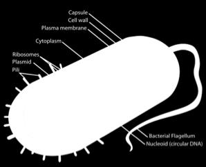 Gullalderen 1874-1965 (=90 år) Sulfonamid under krigen Tjente 20 år+ Antibiotika ved alvorlige infeksjoner Bakteriens oppbygging