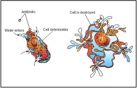 Linezolid Peptidoglycan cellevegg Penicillin and other β- lactam antibiotics