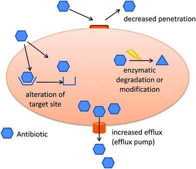 Tetracykliner, Makrolider induserer efflux pumpen uselektivt β-lactamaser