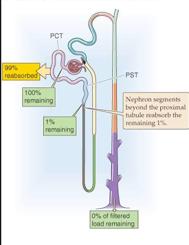 AMINOGLYKOSID-ELIMINASJON Nyretoksisitet for Aminoglykosider gitt 1 x daglig 1 DOSE x 3/24t 1 DOSE x 1/24t Pga metningskinetikk i tubulicellene øker ikke nyretoksisiteten når aminoglykosider gis én