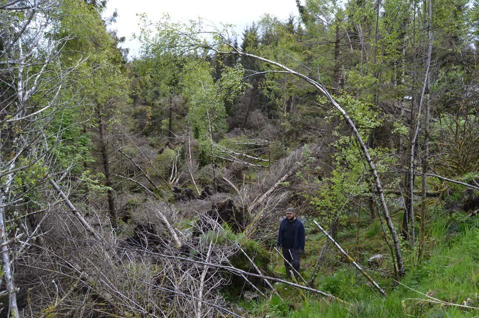 Sjølve planområdet er set saman av eit større jorde, tett skog og eit våtmarksområde i nordaust.