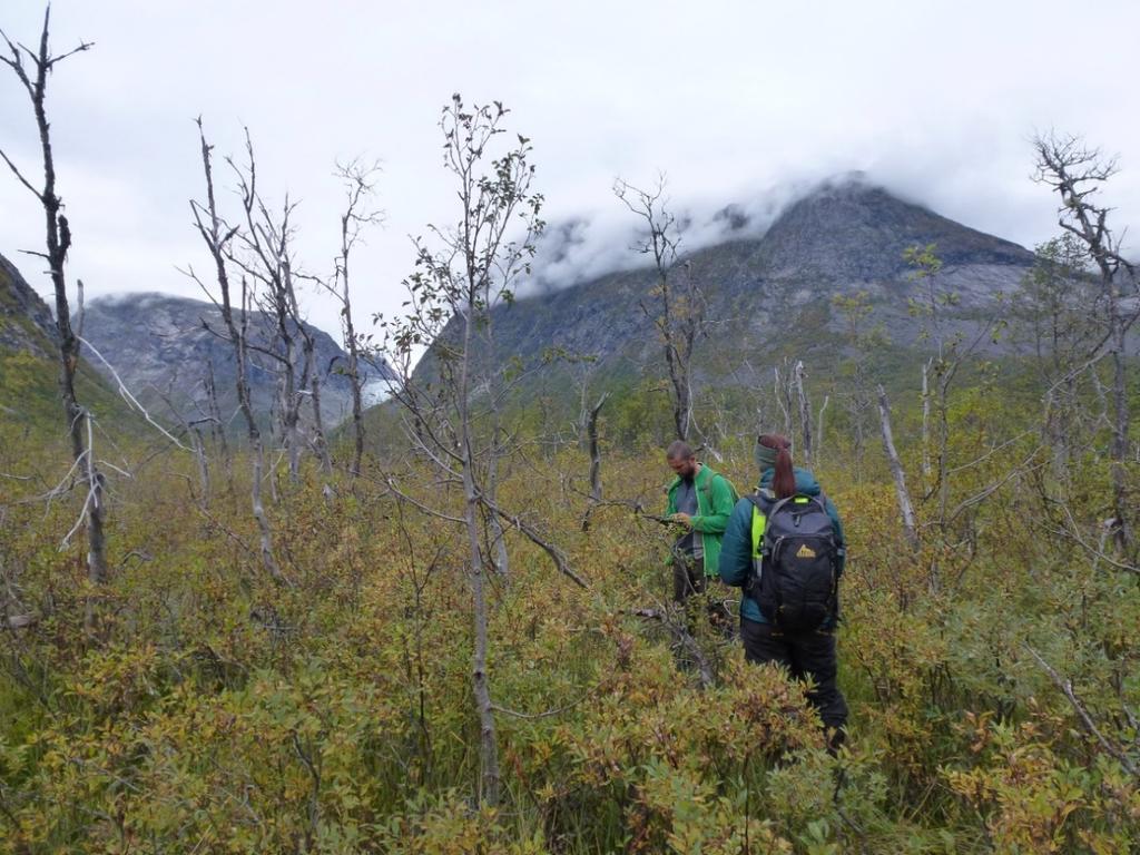 deler av Fåbergstølsgrandane i Sogn og Fjordane.