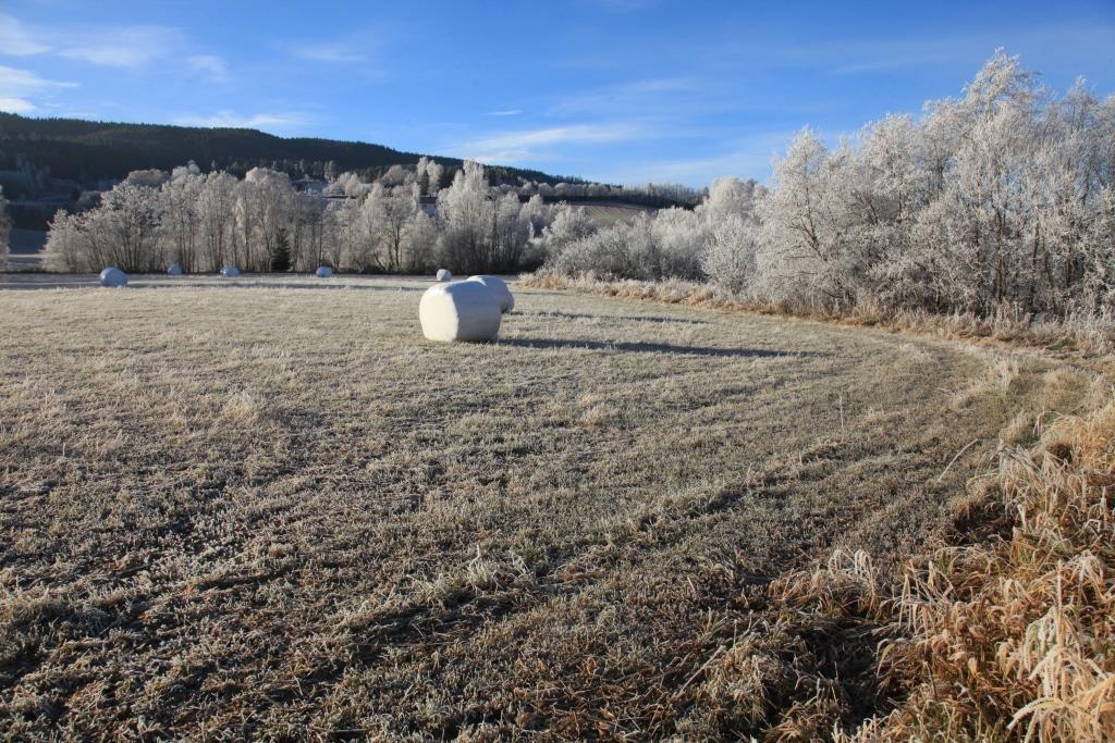 høyre i bildet).