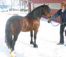 PREMIE, STARUM 2009 9-8-8-7-6-7 Maskulin hingst av meget god type med vakkert hode. Velbygd harmonisk kropp. Godt muskelsatt. Moderat inntået. Underskutte drakter. Korte og uregelmessige bevegelser.