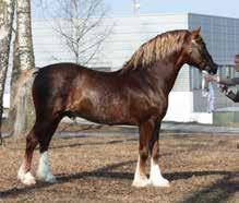 PARKHURST FLASH HARRY NPA 8734 WSB 48793 GB FØDT 1994, 146 CM 2. PREMIE I KV, STARUM 2015 9-8 - 7,5-8 - 8 Langlagt maskulin hingst av meget god rasetype. Velformet og velansatt hals. God skulder.