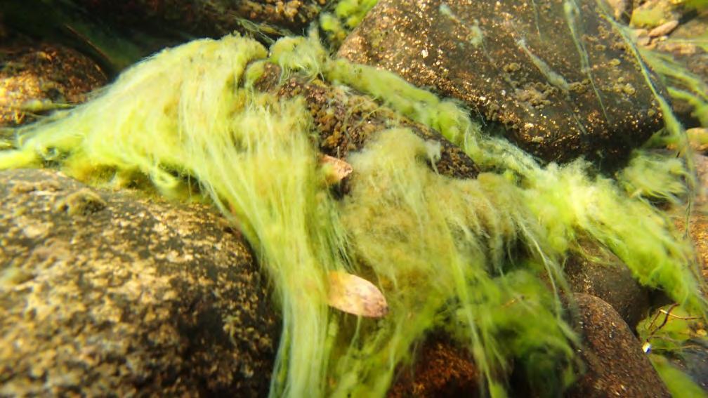 Rødalgene Lemanea fluviatilis (nederste pil) og Audouinella hermannii (øverste pil).