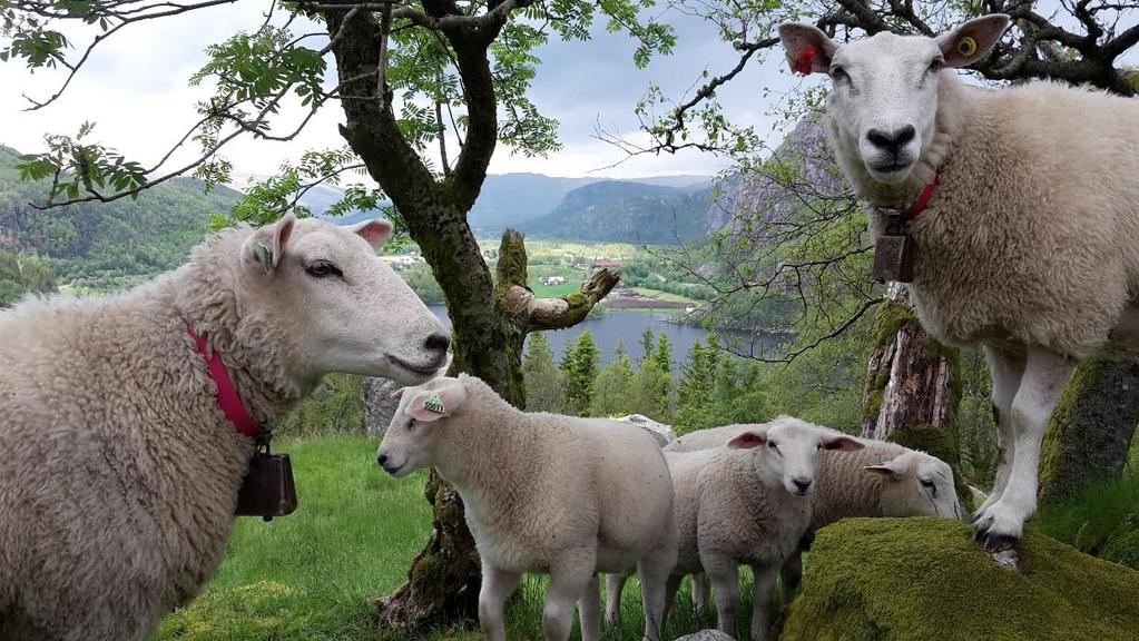 Rogaland Bondelag Største fylkeslag 6 376 medlemmar.