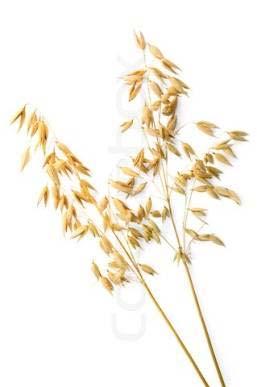 wheat, rye and