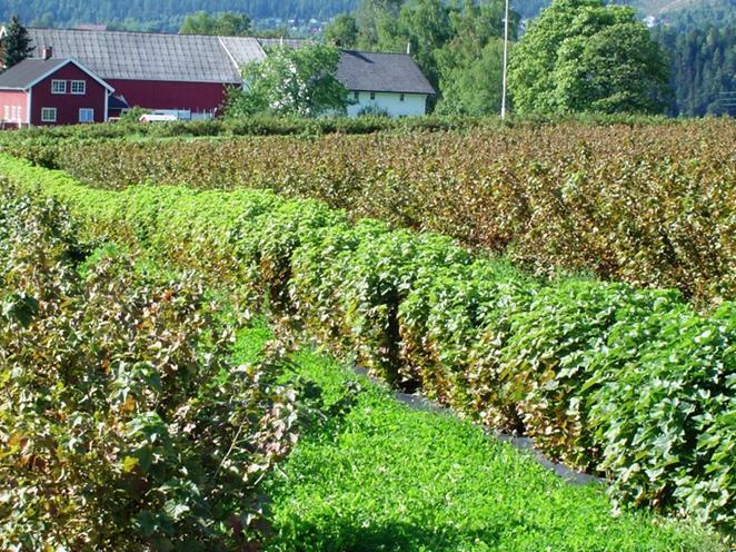 Veksthusspinnmidd Sterke angrep enkelte år, spesielt i varme somre Midden suger